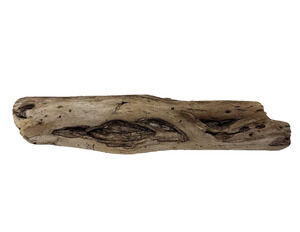 California Coast Driftwood Log – Sculpted Erosion Cavities 14” Natural